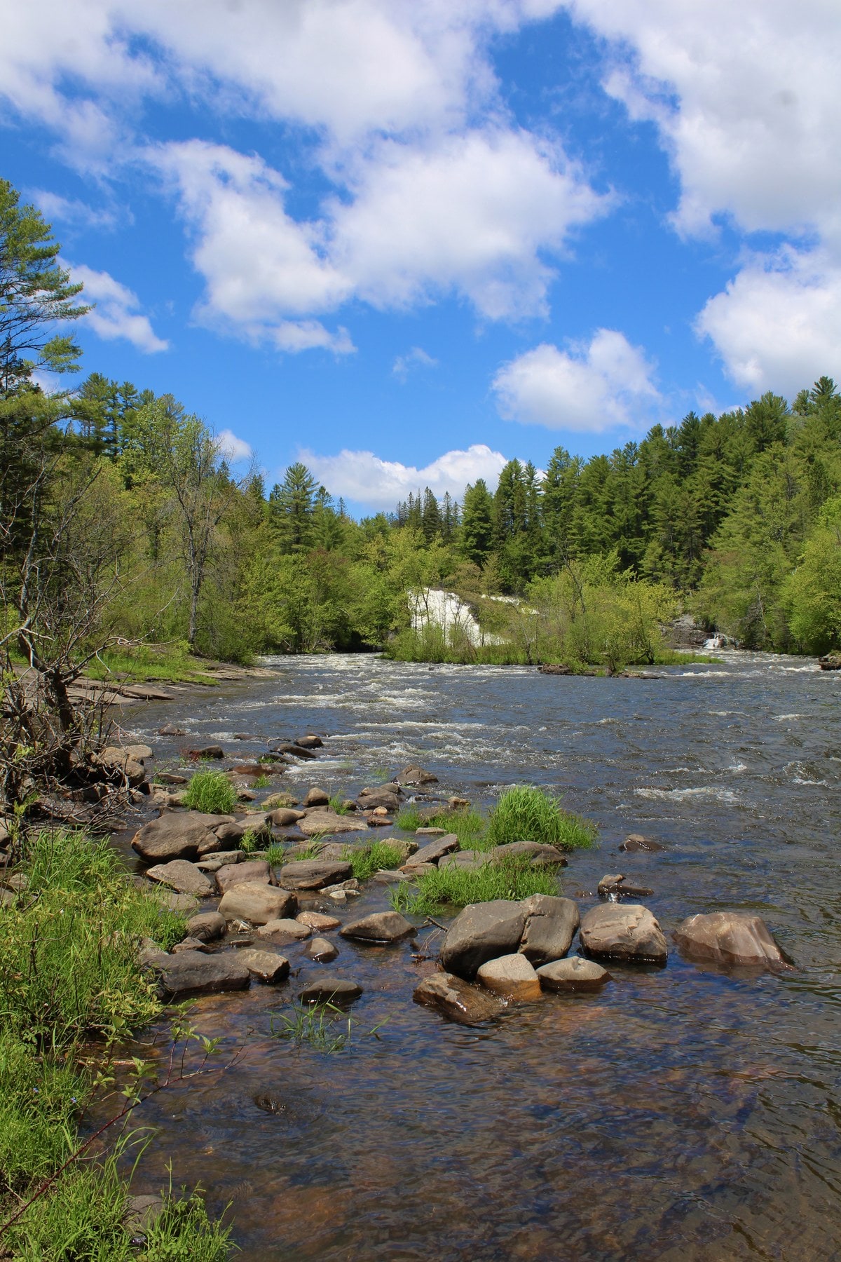 River and forest